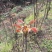 香椿芽【豆皮香椿卷】将香椿洗净，放入水中烫一下；将锅中排