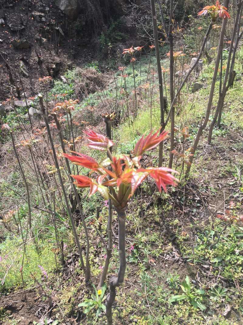 香椿芽【豆皮香椿卷】将香椿洗净，放入水中烫一下；将锅中排