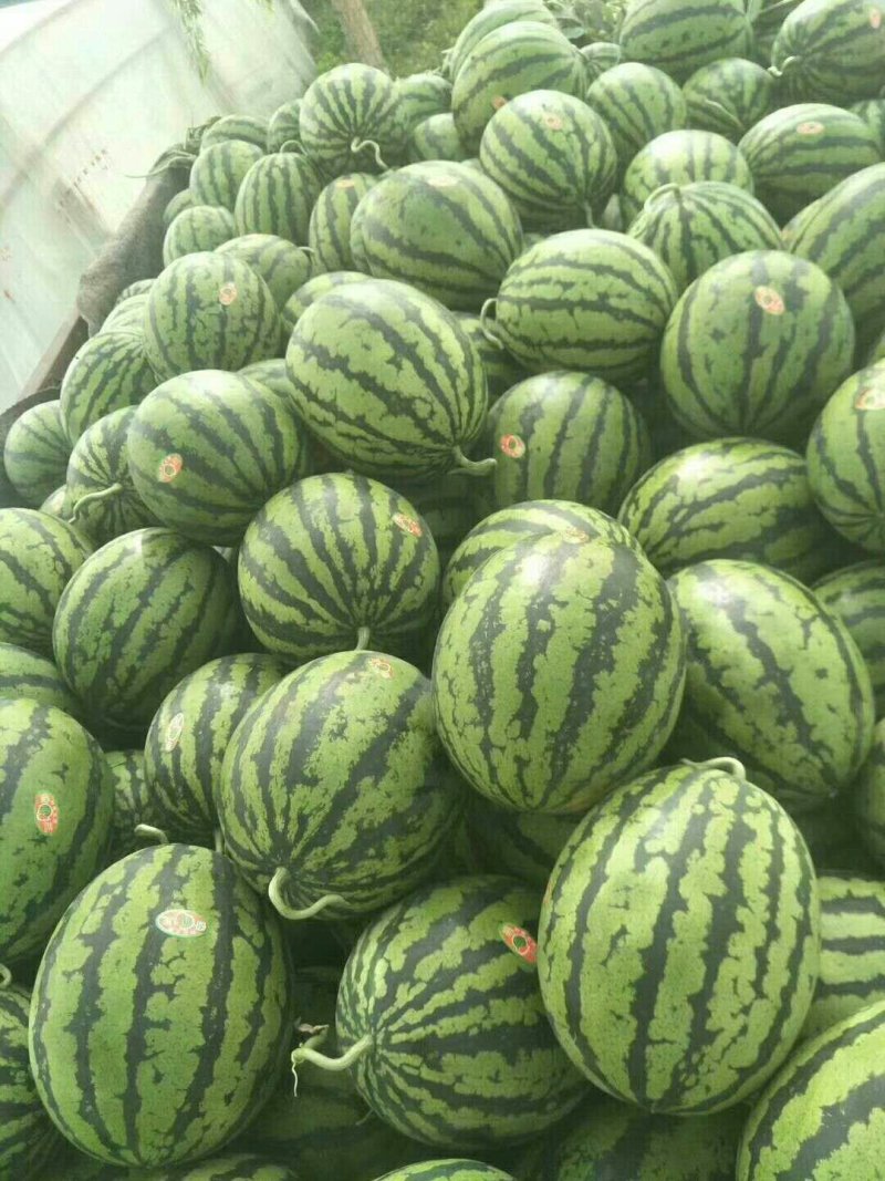 西瓜。有各种各样的品种。8斤打底。电商美团直供。