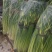 白帽蒜薹50~60cm鲜货上市货源充足