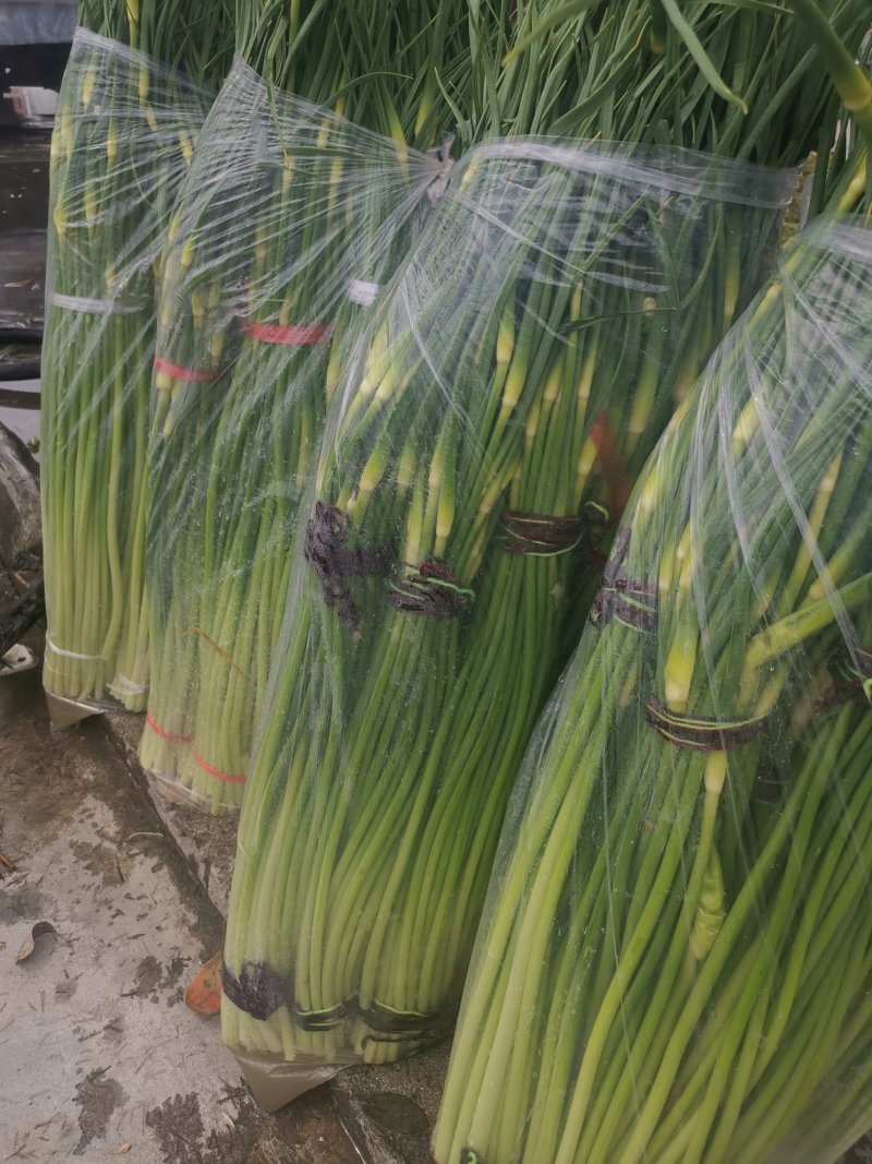 白帽蒜薹50~60cm鲜货上市货源充足