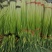 白帽蒜薹50~60cm鲜货上市货源充足