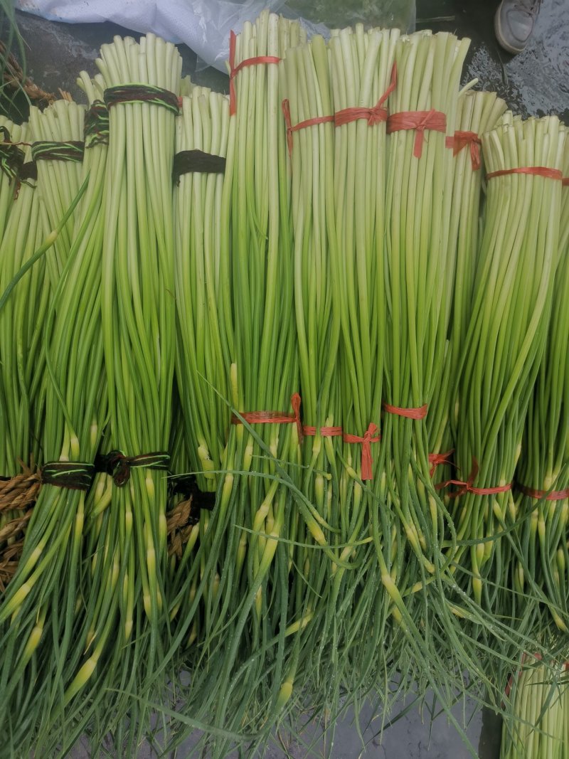 白帽蒜薹50~60cm鲜货上市货源充足