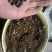 【店长推荐】国槐种子，新种子，发芽率高，无杂质