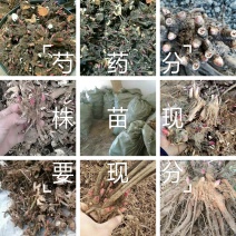 精品白芍芽头，基地直销，保证质量，保证品种，现要现分