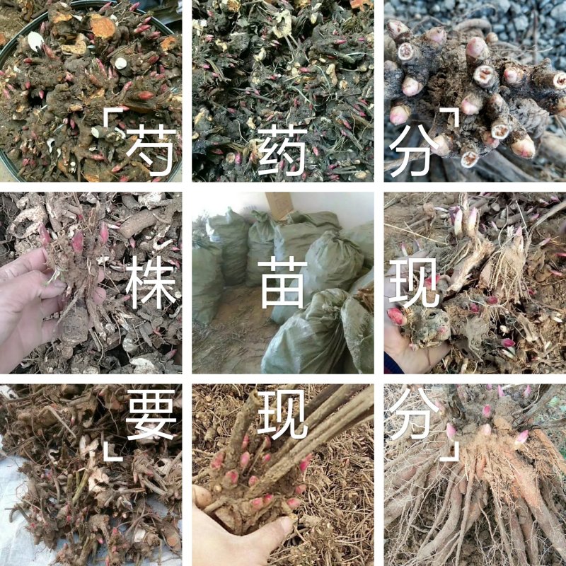 精品白芍芽头，基地直销，保证质量，保证品种，现要现分