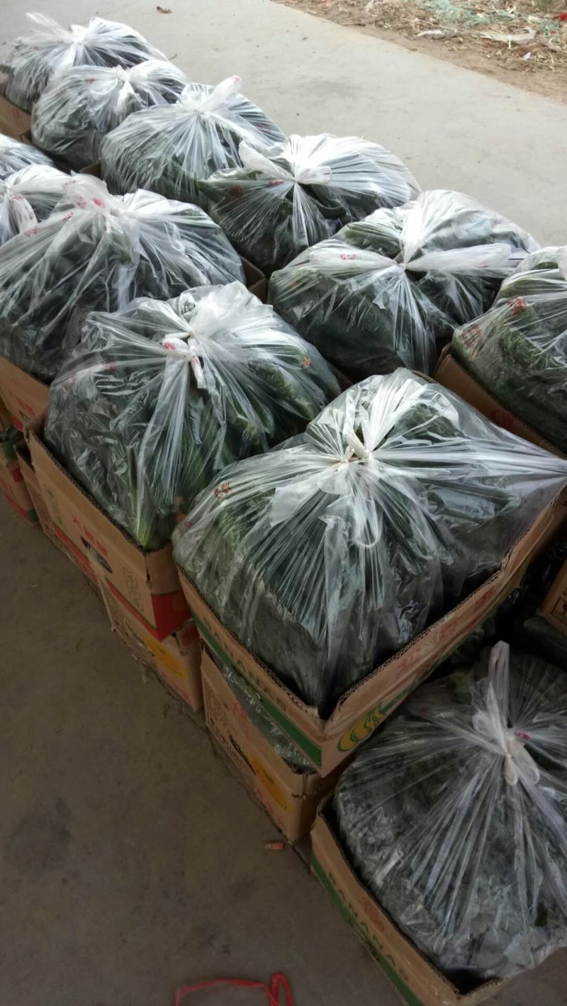 精品大棚密刺黄瓜大量上市，保证质量，基地货源代发全国