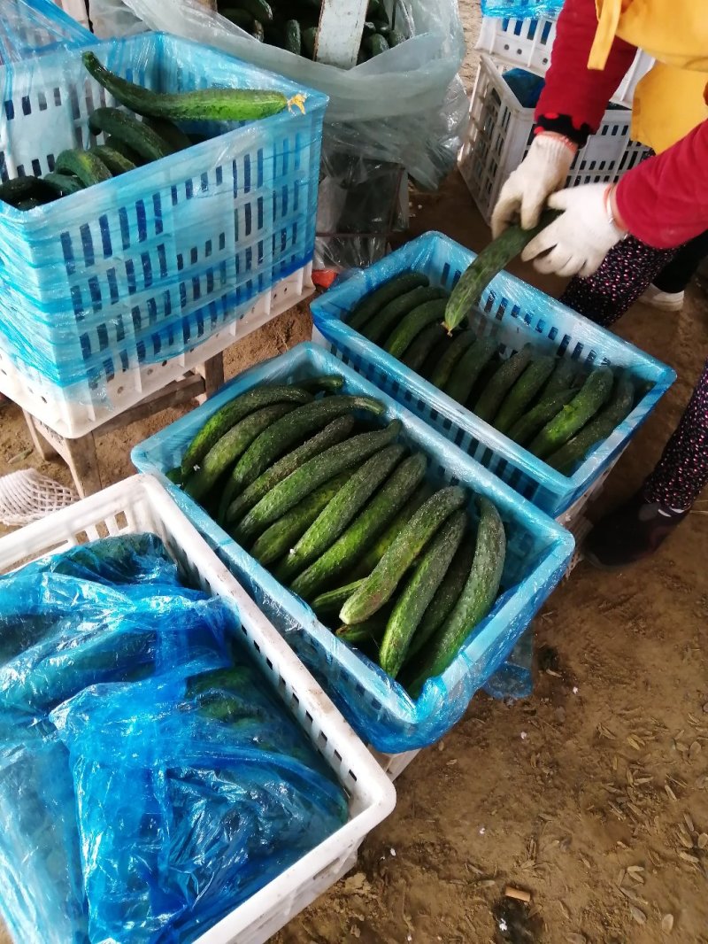 精品大棚密刺黄瓜大量上市，保证质量，基地货源代发全国