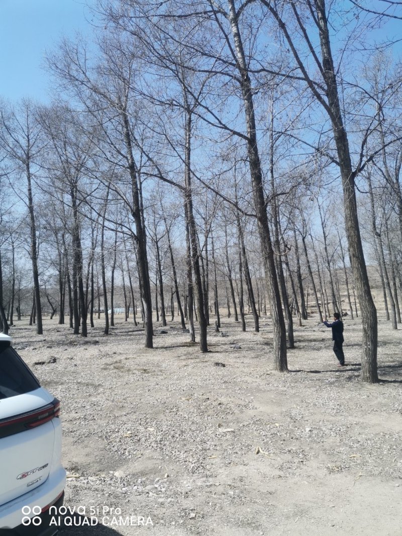 出售白杨树柳树榆树椿树