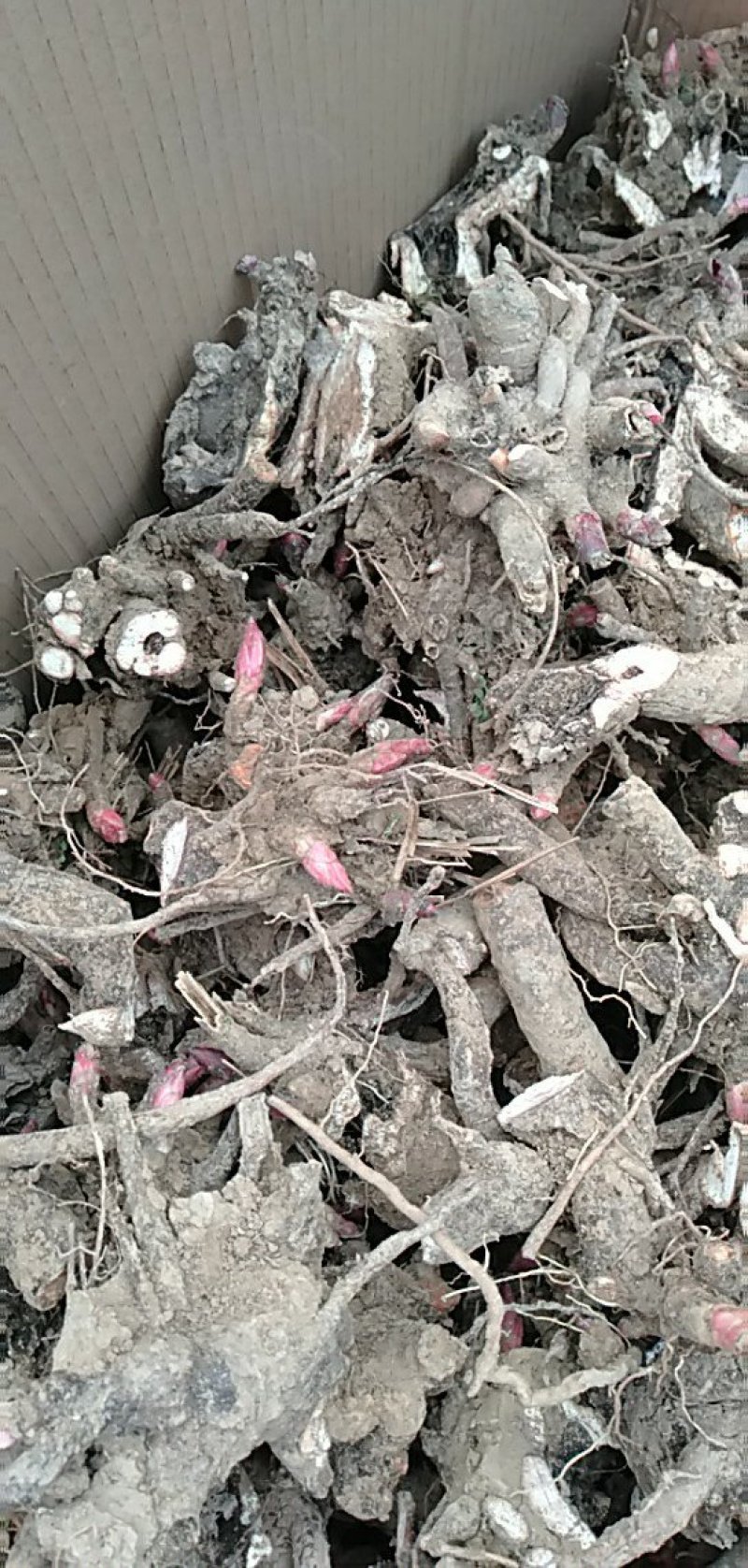 精品白芍芽头，基地直销，保证质量，保证品种，现要现分