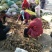 精品白芍芽头，基地直销，保证质量，保证品种，现要现分