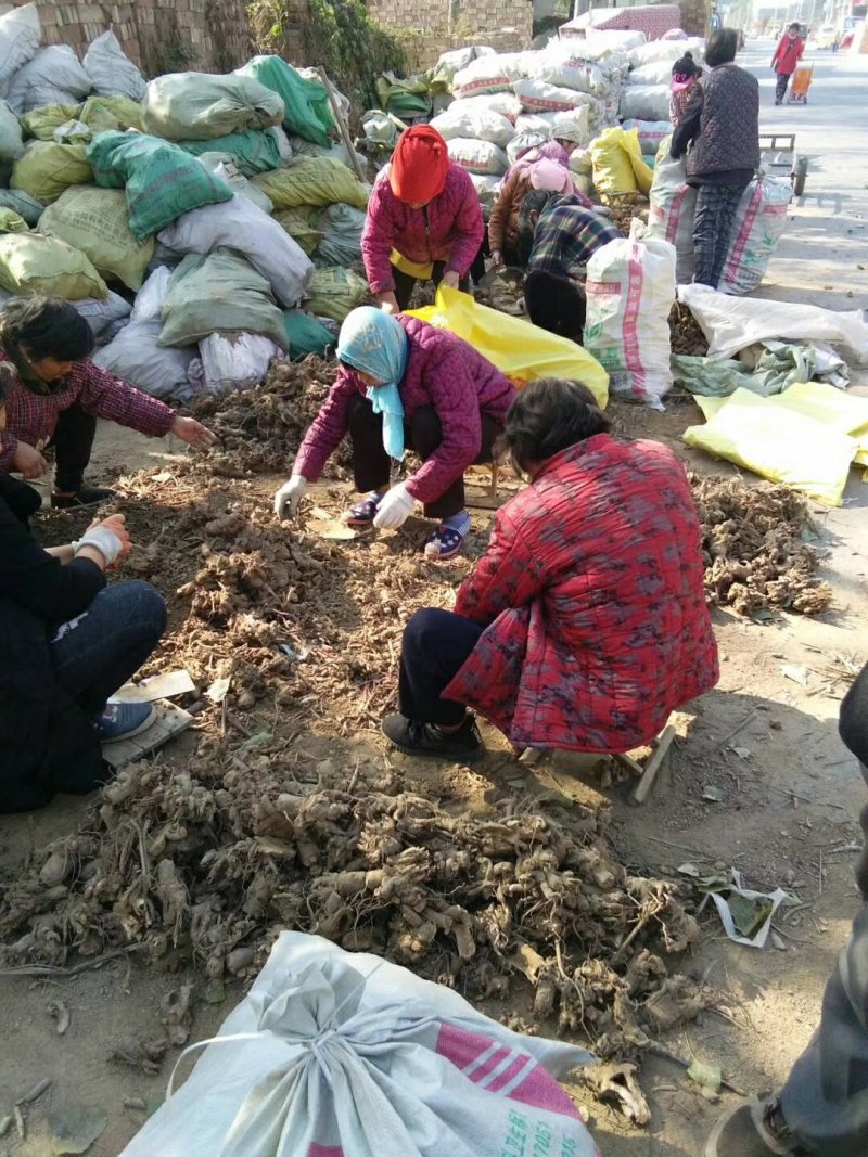 精品白芍芽头，基地直销，保证质量，保证品种，现要现分