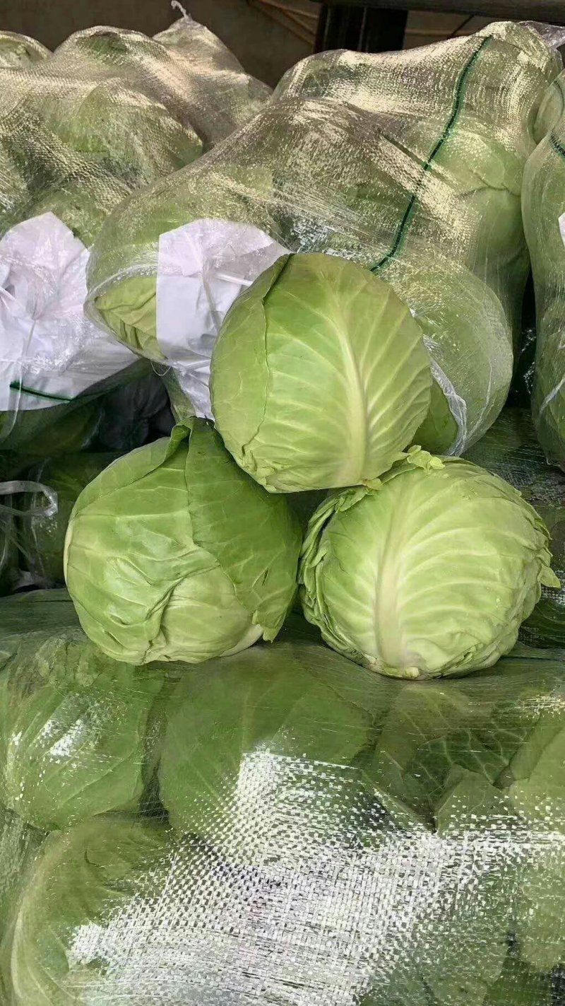 甘蓝扁包，包菜。电商.美团.超市.档口直供。