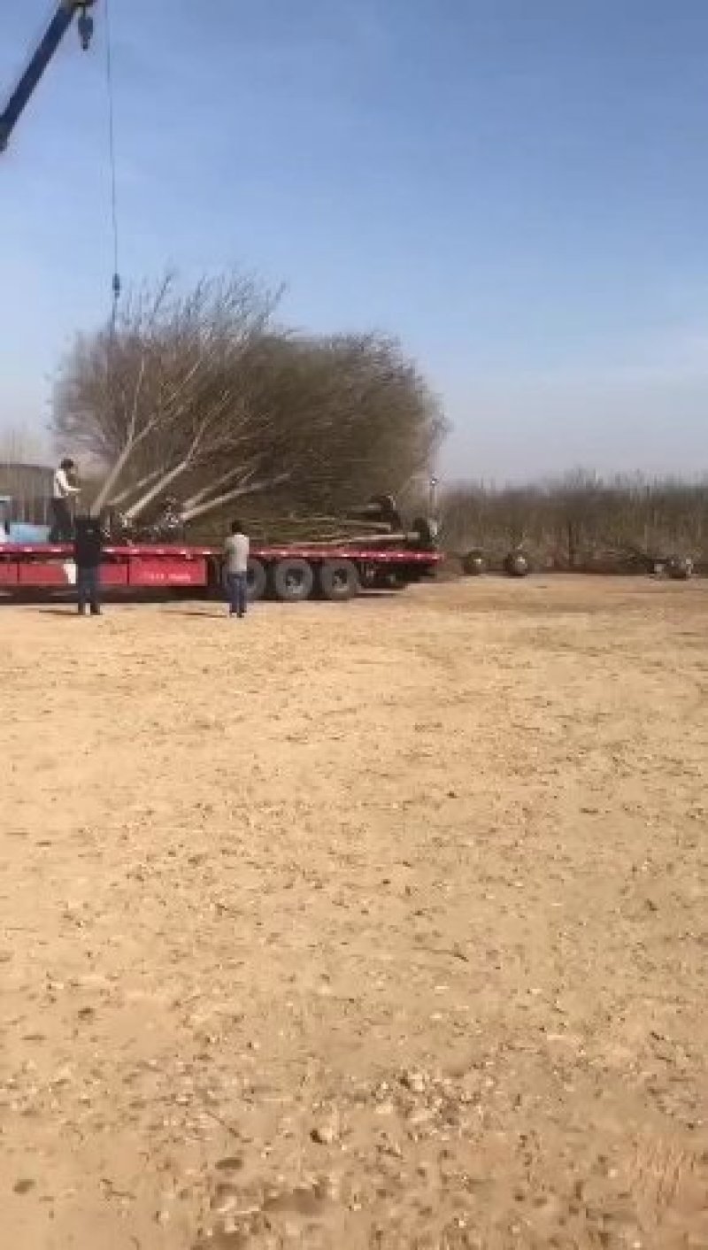 国槐白蜡