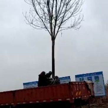国槐白蜡