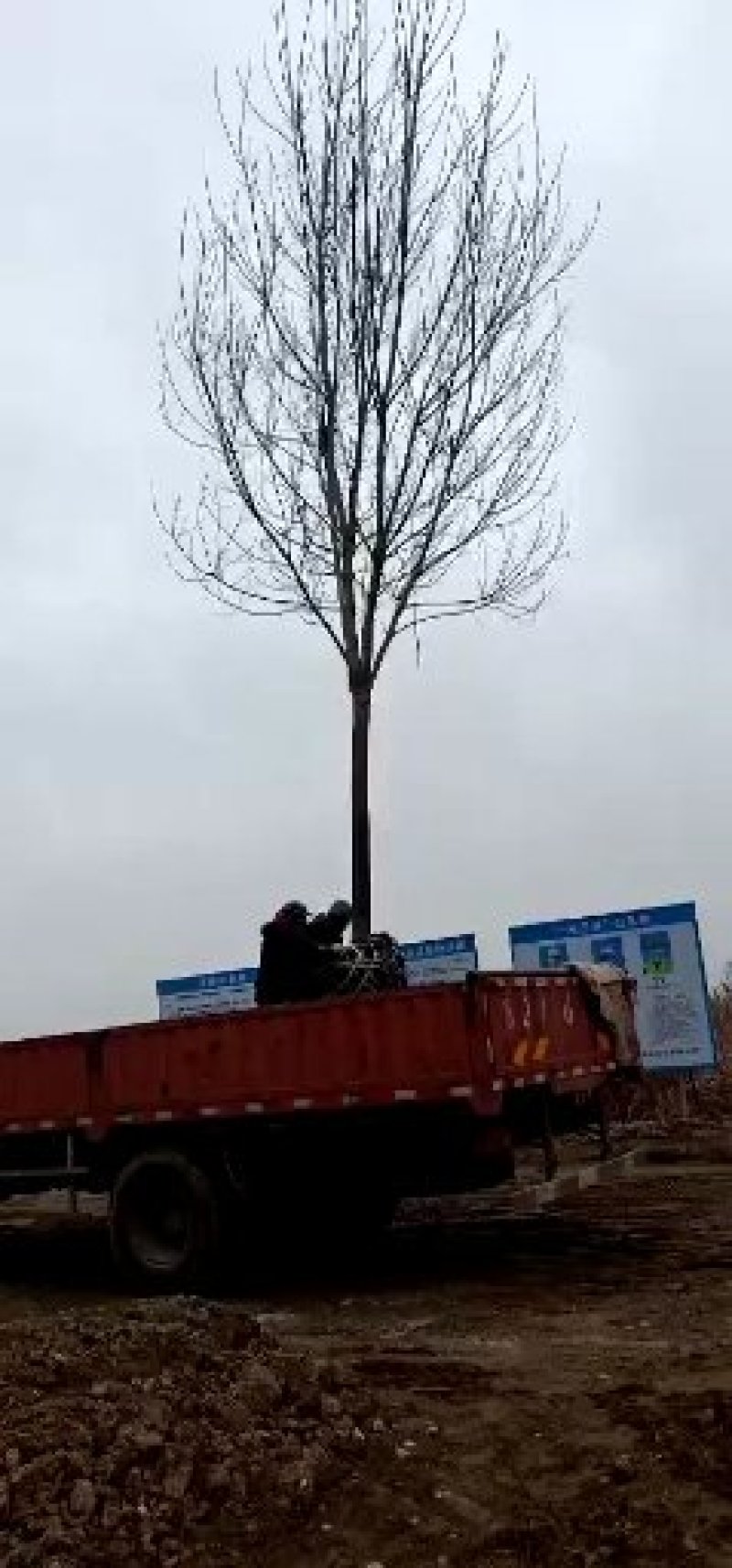 国槐白蜡