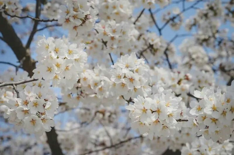 日本樱花晚樱早樱品种齐全根系好包成活一到三公分规格齐全