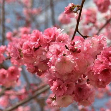 日本樱花晚樱早樱品种齐全根系好包成活一到三公分规格齐全