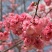 日本樱花晚樱早樱品种齐全根系好包成活一到三公分规格齐全