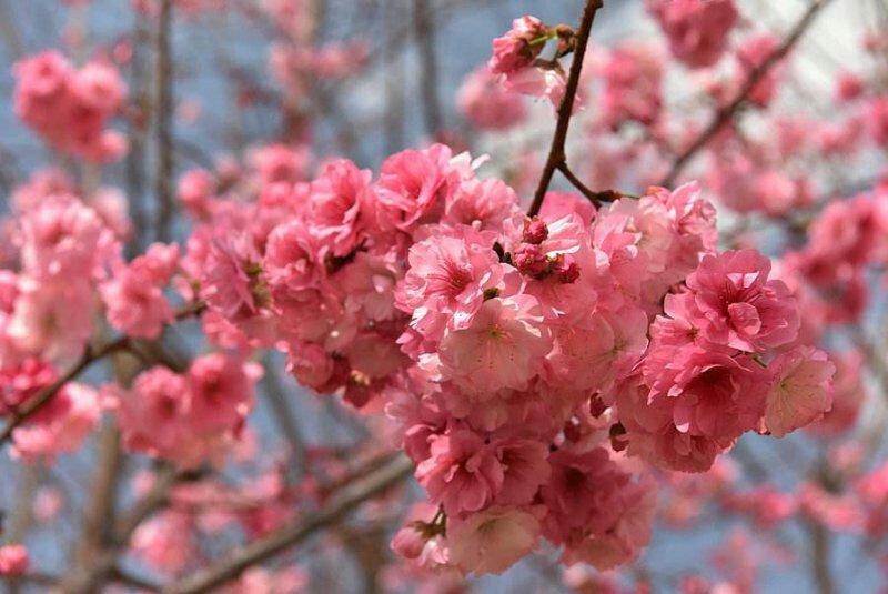 日本樱花晚樱早樱品种齐全根系好包成活一到三公分规格齐全