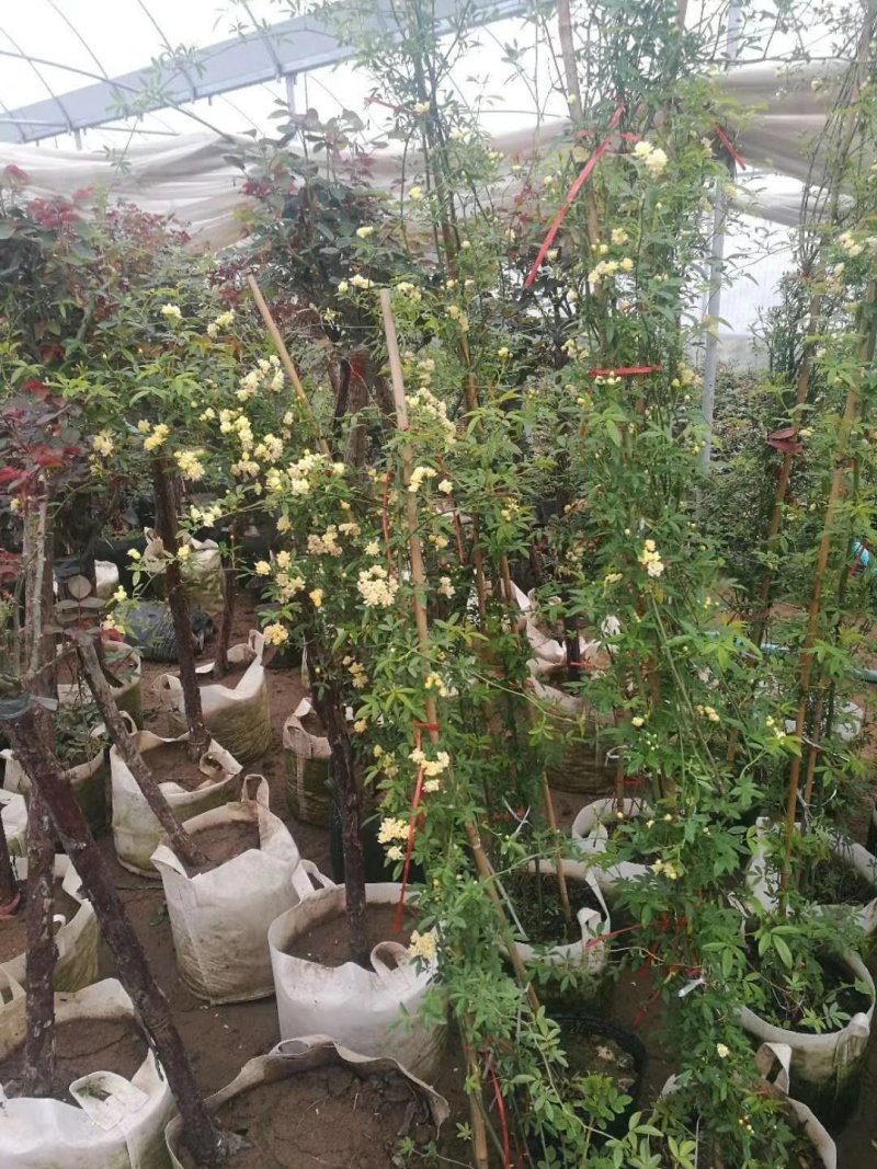 黄花木香红花木香基地种植大量供应欢迎考察参观
