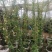 黄花木香红花木香基地种植大量供应欢迎考察参观