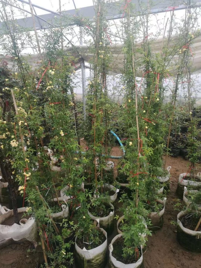 黄花木香红花木香基地种植大量供应欢迎考察参观
