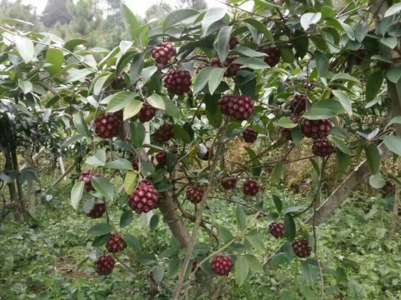布福娜树苗50~80cm种植第二年挂果大苗