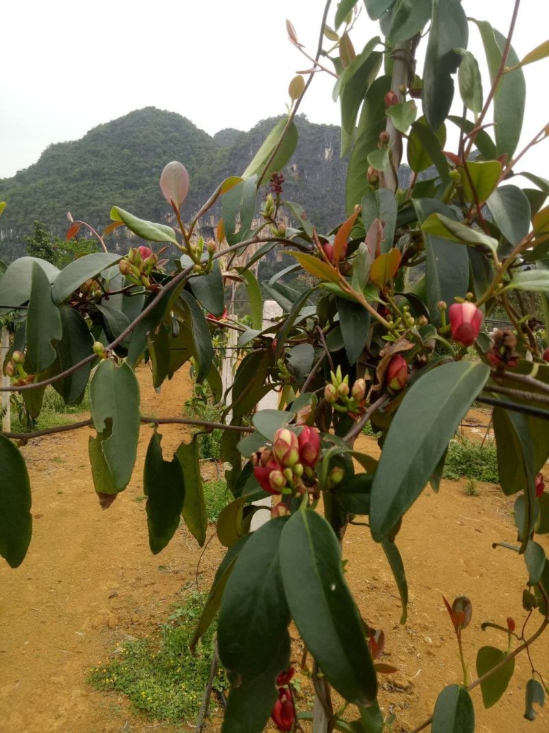 布福娜树苗50~80cm种植第二年挂果大苗