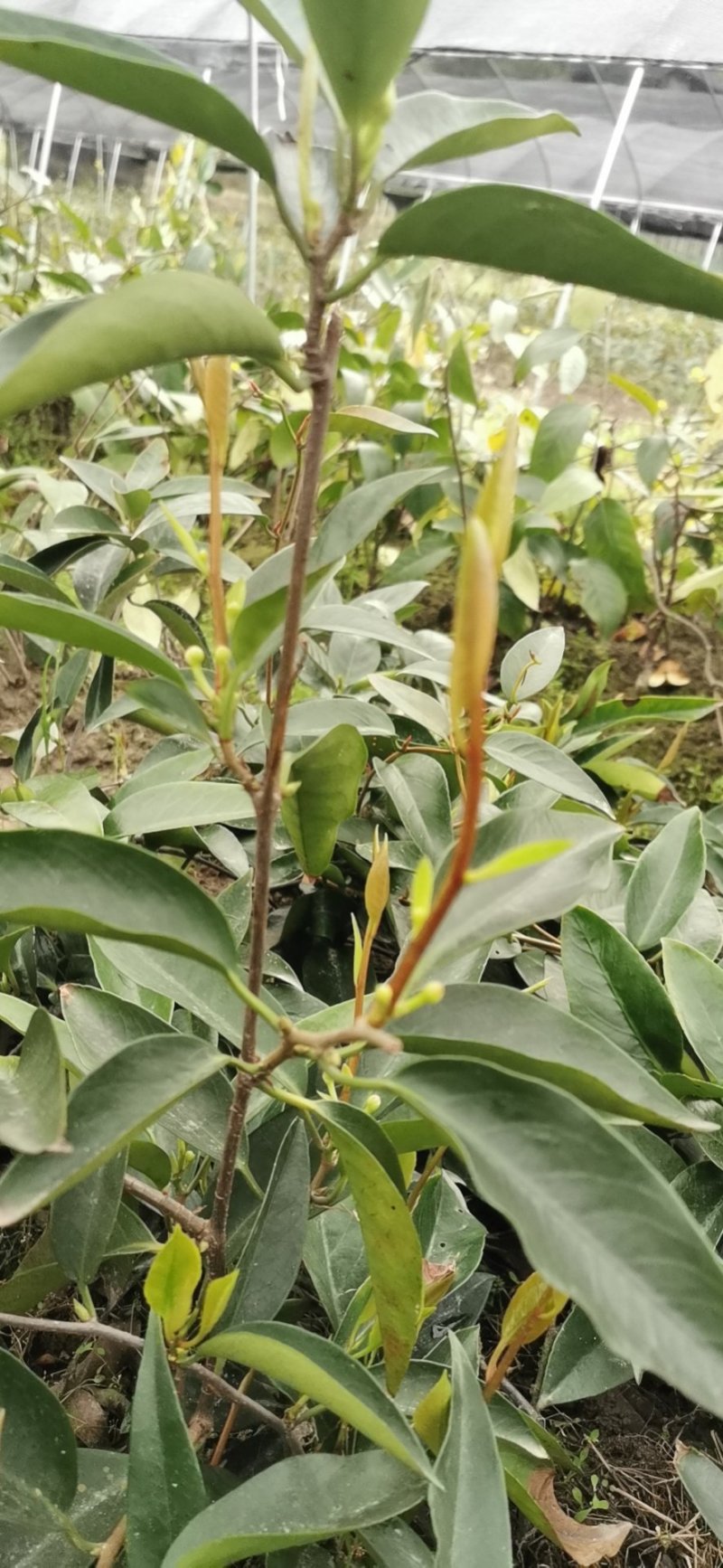 布福娜树苗50~80cm种植第二年挂果大苗