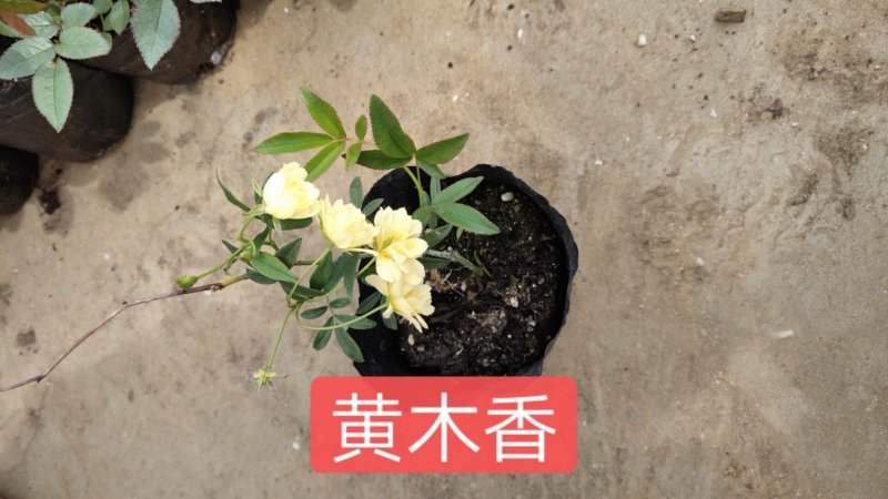 月季欧洲月季黄木香月季双瓣月季道路小区别墅绿化苗包邮