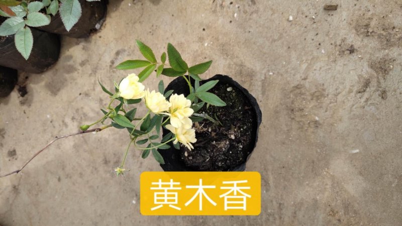 月季欧洲月季黄木香月季双瓣月季道路小区别墅绿化苗包邮