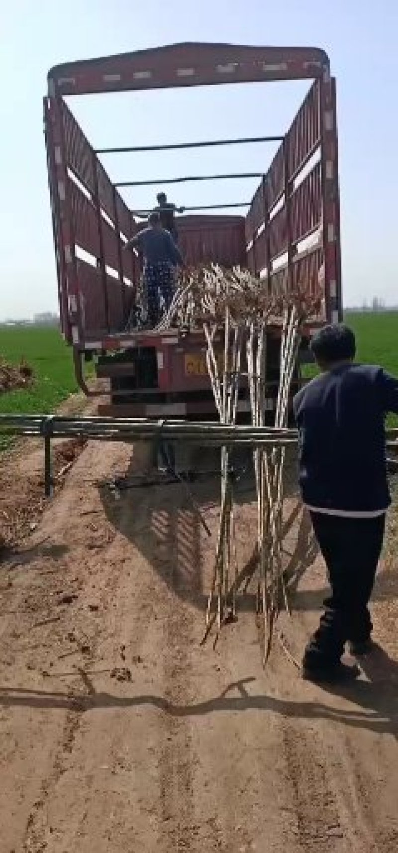 楸树