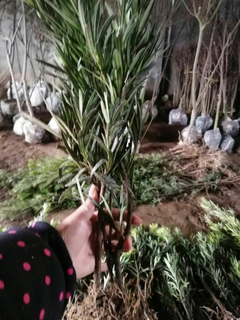 罗汉松根系好成活率高编制盆景韧性好大小规格齐全