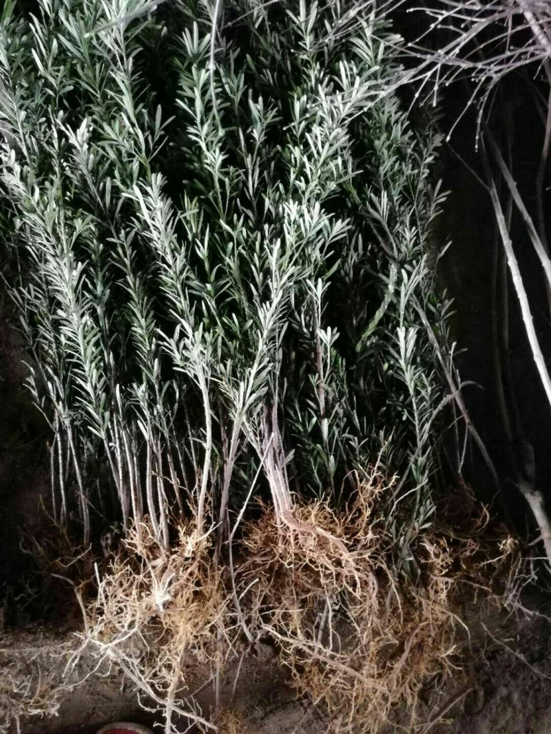 罗汉松根系好成活率高编制盆景韧性好大小规格齐全