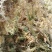 水苔（海花草,泥炭鲜）10~15cm（1吨起批）