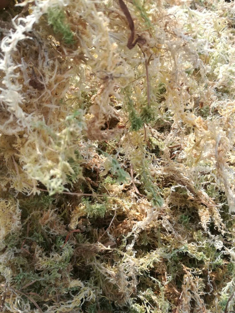 水苔（海花草,泥炭鲜）10~15cm（1吨起批）