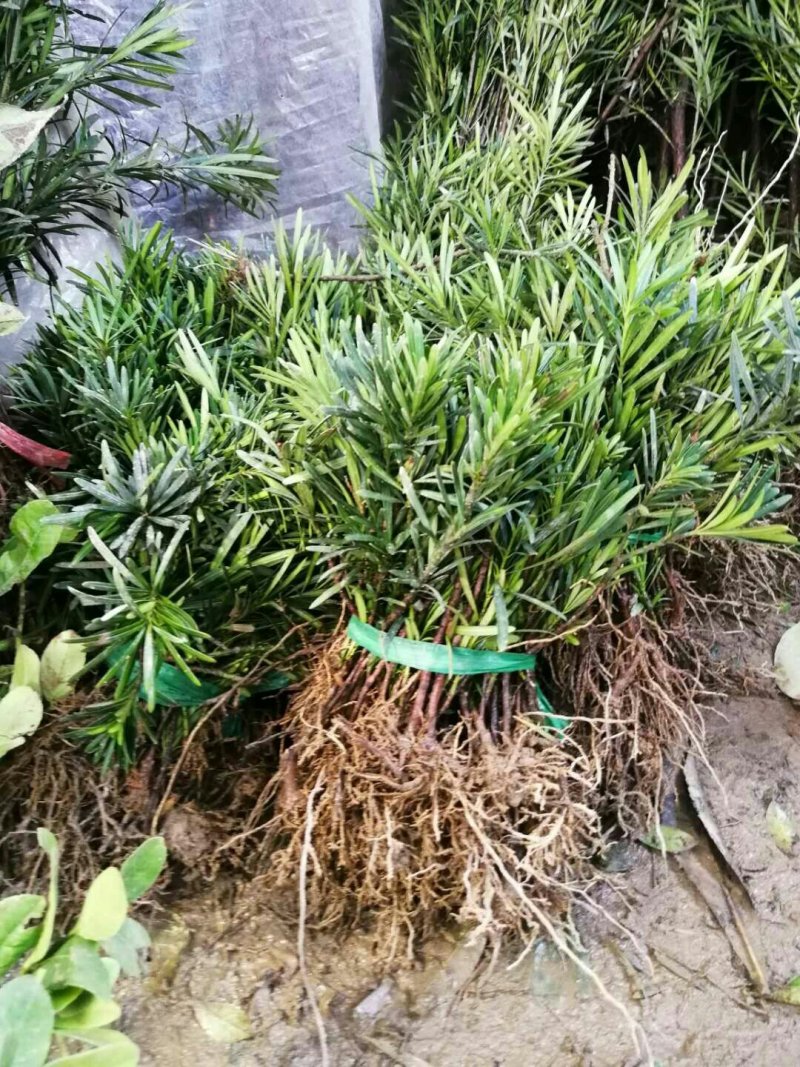 罗汉松根系好成活率高编制盆景韧性好大小规格齐全