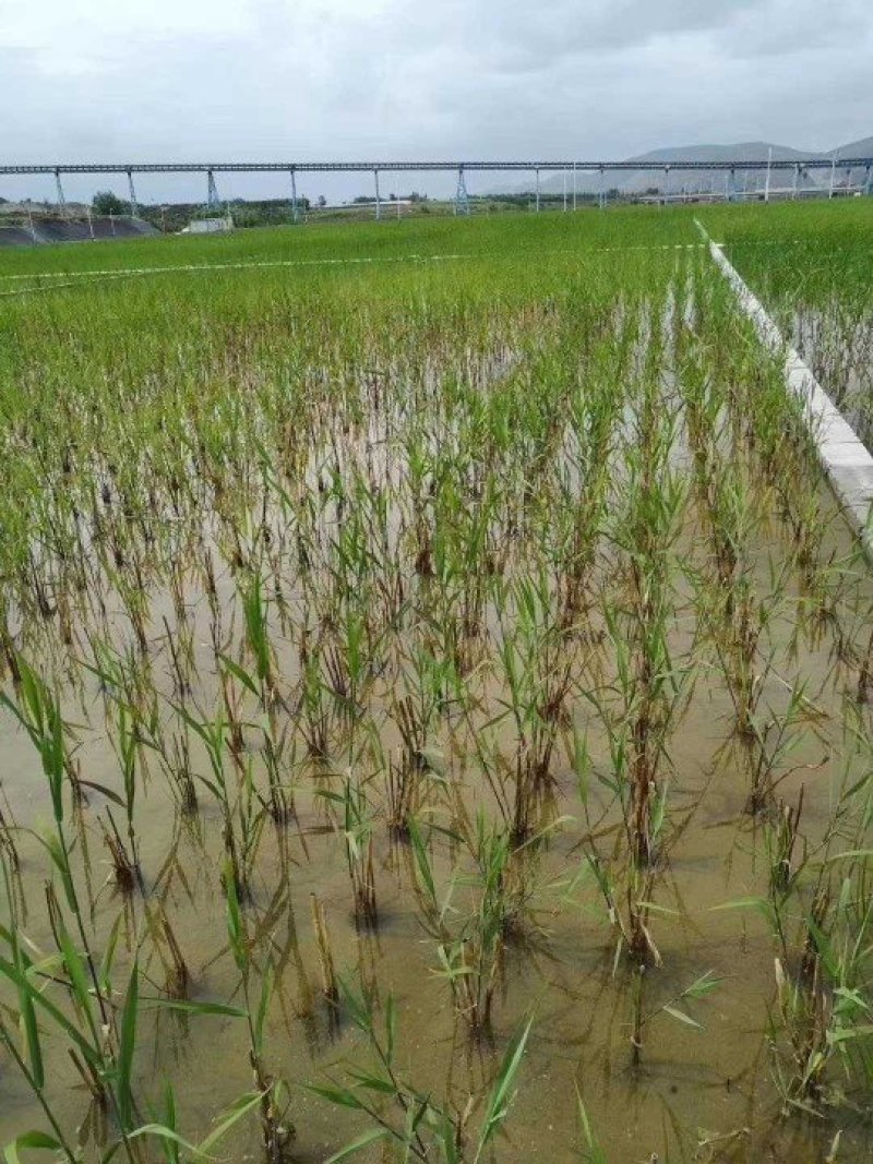 芦苇成活率高承接绿化工程