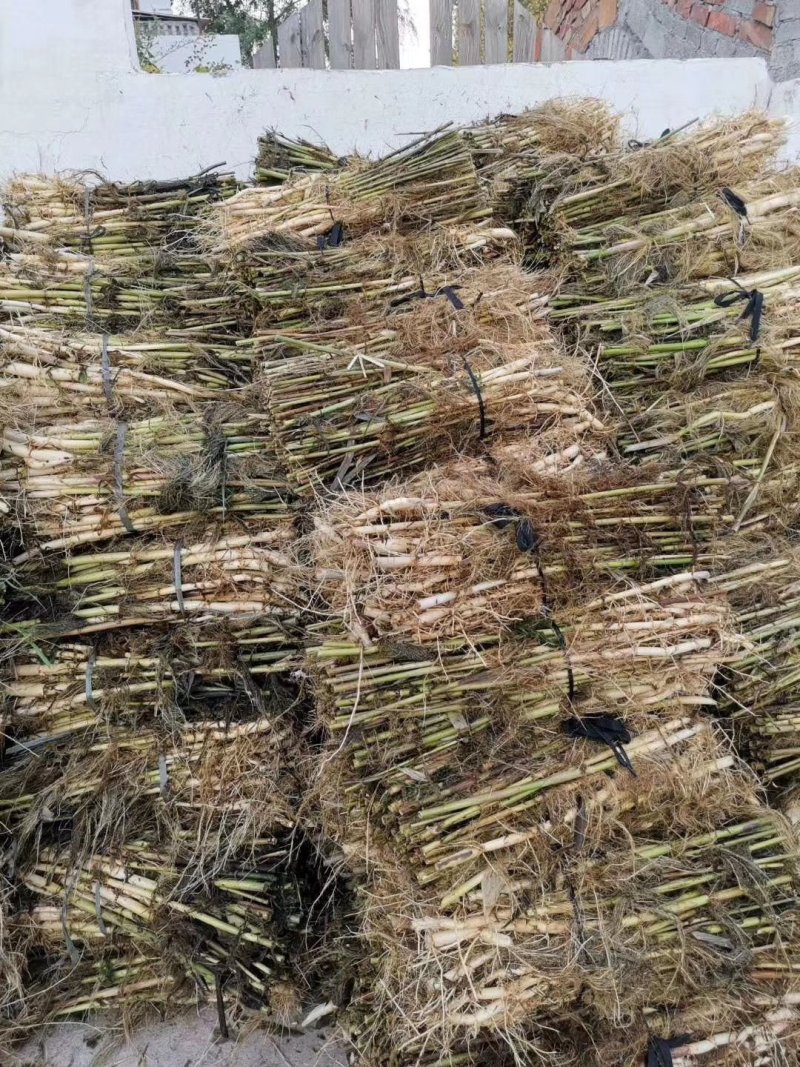 芦苇成活率高承接绿化工程