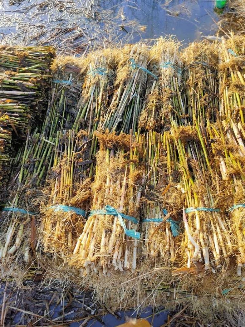 芦苇成活率高承接绿化工程