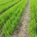 芦苇成活率高承接绿化工程