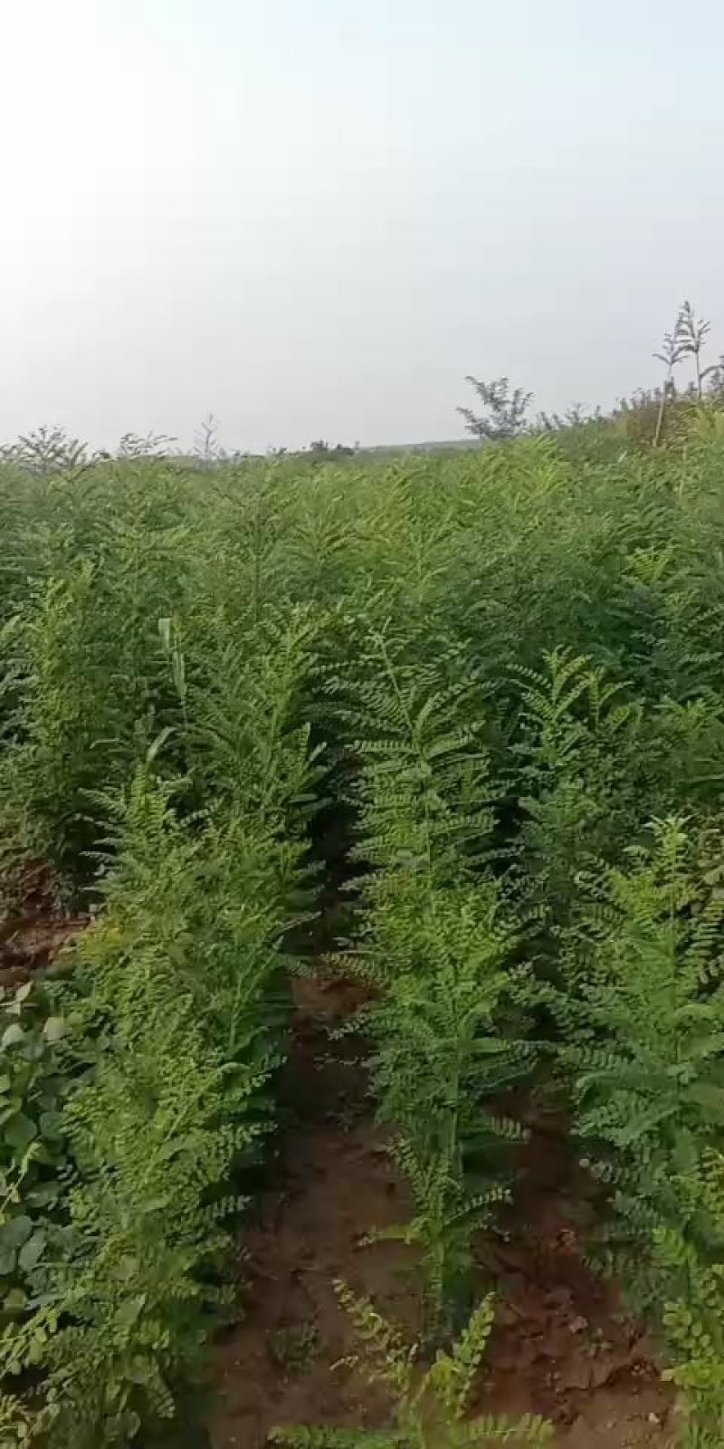 【国槐苗】一年生小苗，自有种植基地现挖先发，包邮发货