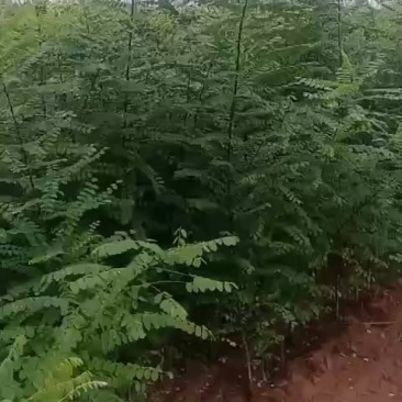 【国槐苗】一年生小苗，自有种植基地现挖先发，包邮发货