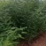 【国槐苗】一年生小苗，自有种植基地现挖先发，包邮发货