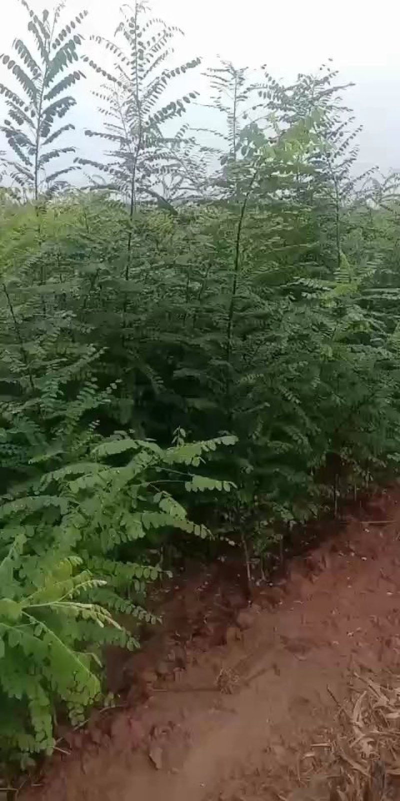 【国槐苗】一年生小苗，自有种植基地现挖先发，包邮发货