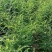 【国槐苗】一年生小苗，自有种植基地现挖先发，包邮发货