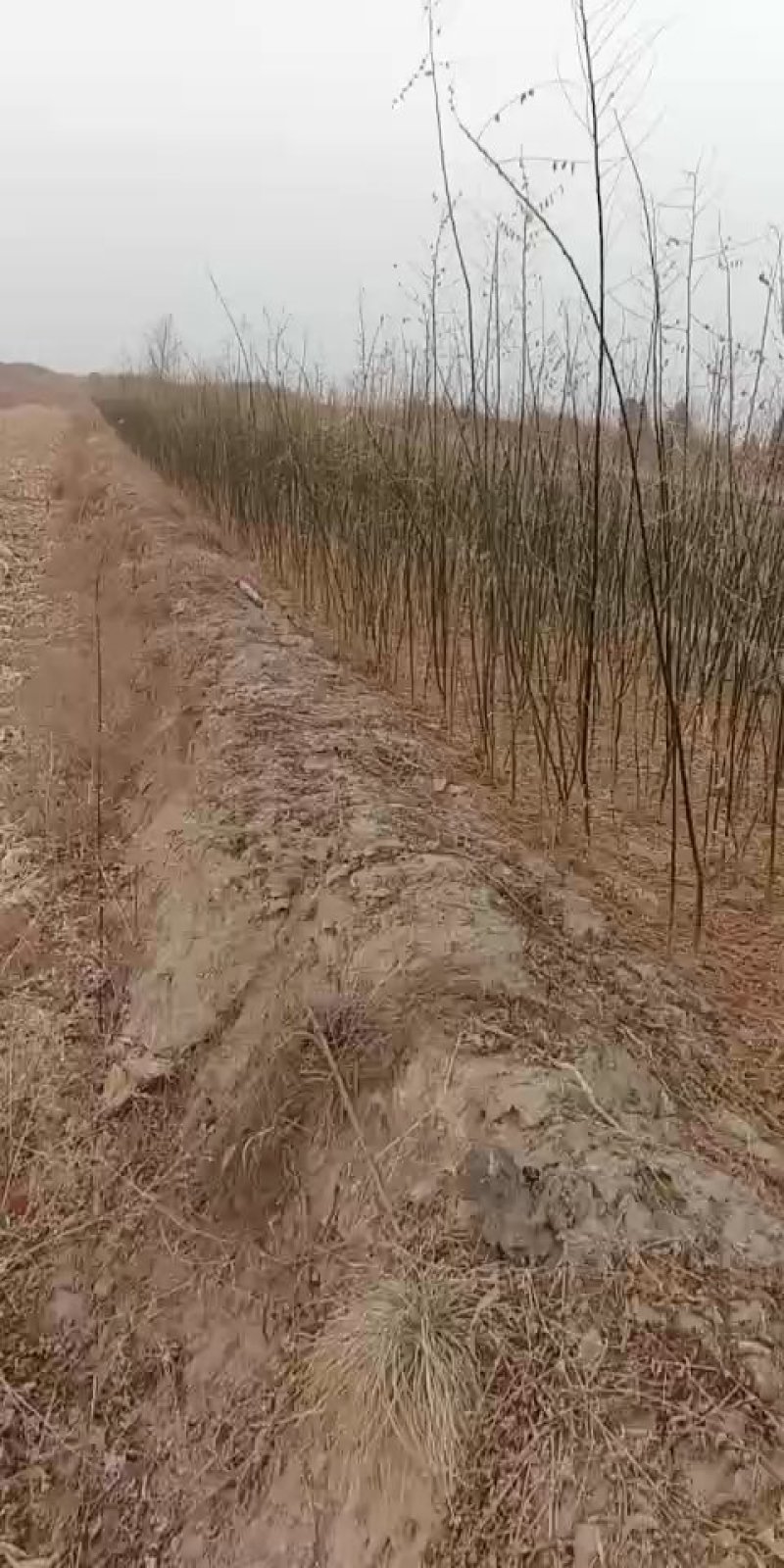 【国槐苗】一年生小苗，自有种植基地现挖先发，包邮发货
