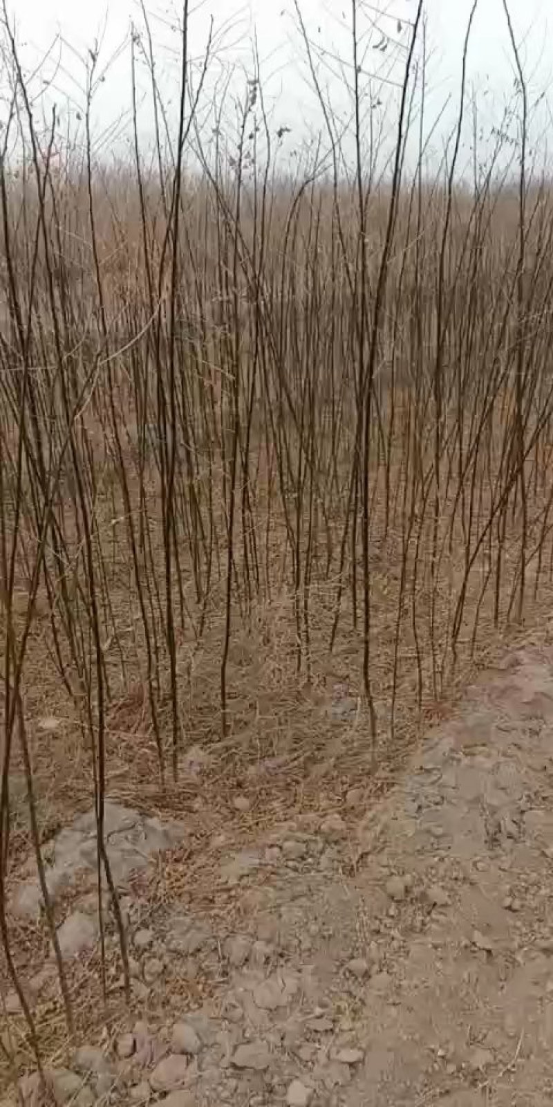 【国槐苗】一年生小苗，自有种植基地现挖先发，包邮发货