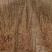【国槐苗】一年生小苗，自有种植基地现挖先发，包邮发货